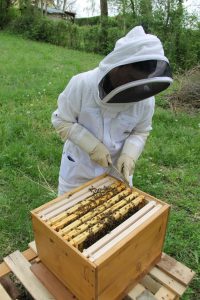 Une ruche d'abeilles pour les visites avec la ville de Bischheim