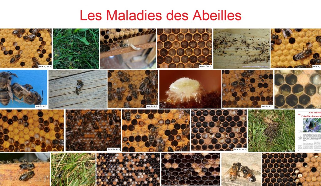  Les maladies des Abeilles