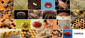 VARROA